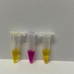   
          Dung dịch tìm khuẩn H.Pylori - CLO TEST. Hộp 100...